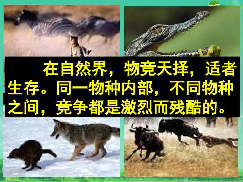 七年级政治下册-第九课《生命的林子》-课件1-人民版_第2页