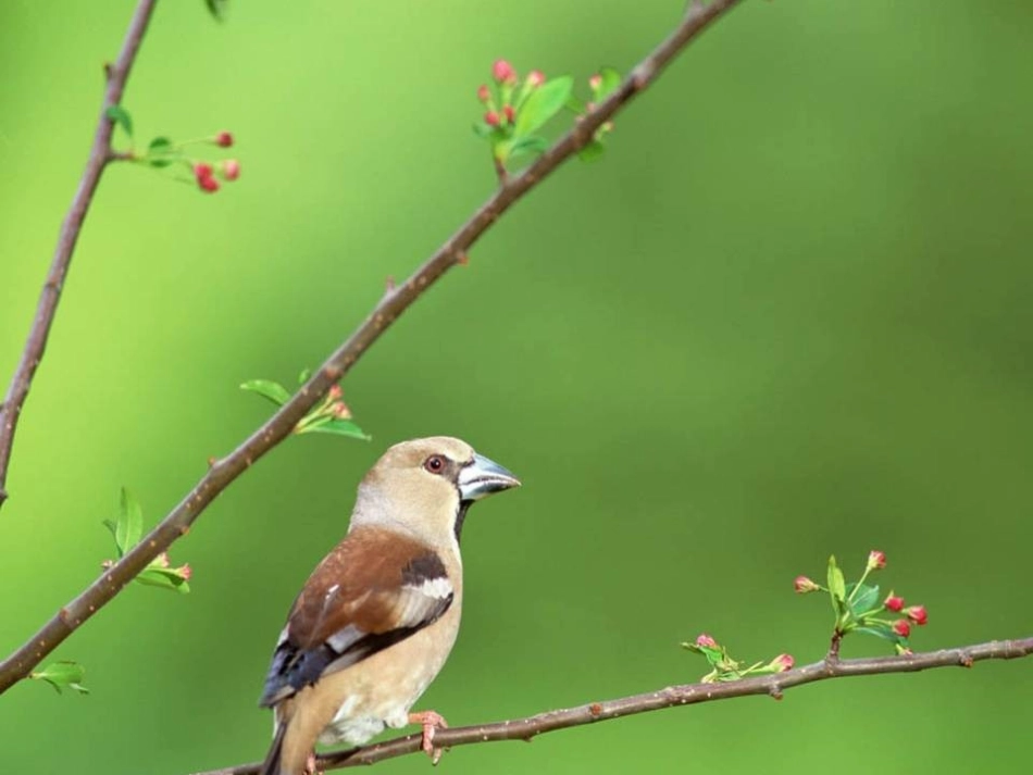 (部编)初中语文人教2011课标版七年级上册朱自清《春》ppt课件(龙剑辉)_第2页