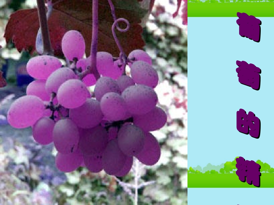 高一语文《葡萄的精灵》课件-北师大版必修1_第1页