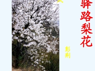 (部编)初中语文人教2011课标版七年级下册驿路梨花处处开