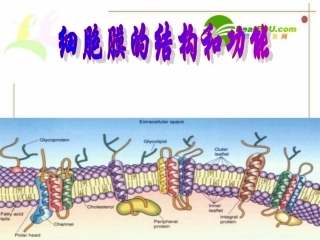 高中生物细胞膜的结构和功能课件苏教版必修1