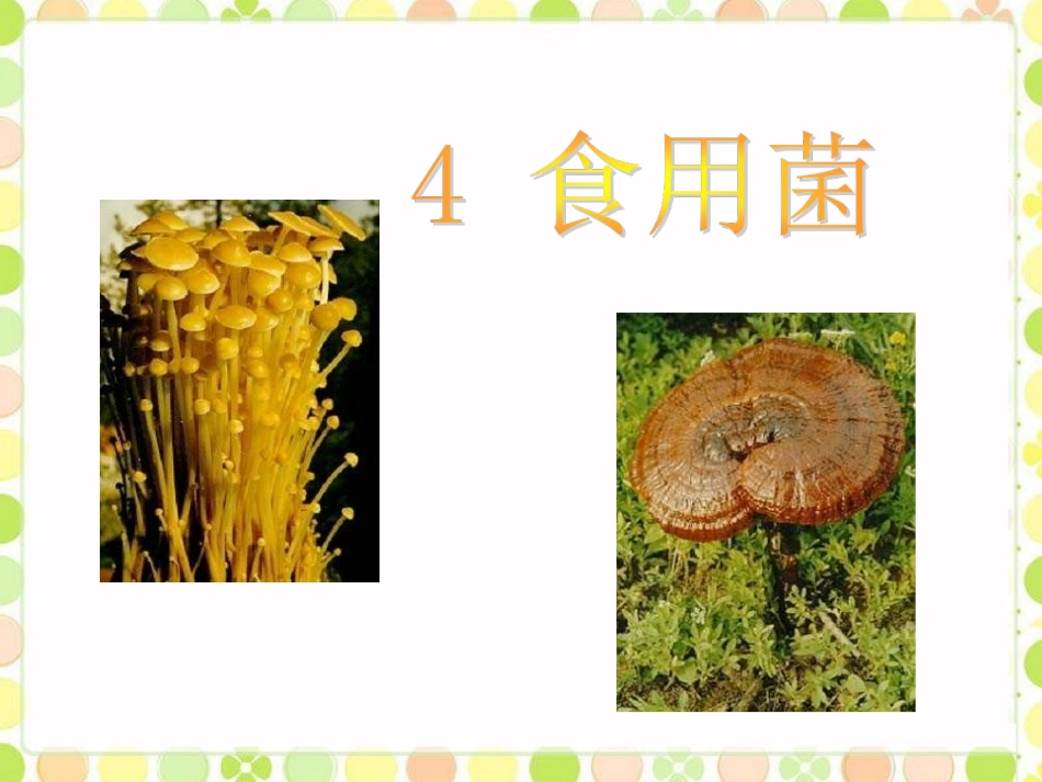 《4--食用菌》课件1_第1页