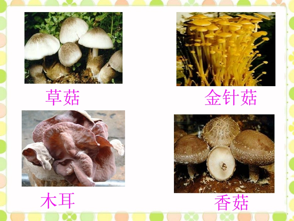 《4--食用菌》课件1_第2页