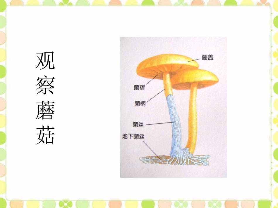 《4--食用菌》课件1_第3页