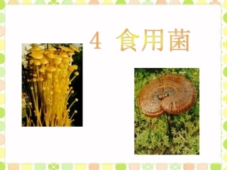 《4--食用菌》课件1