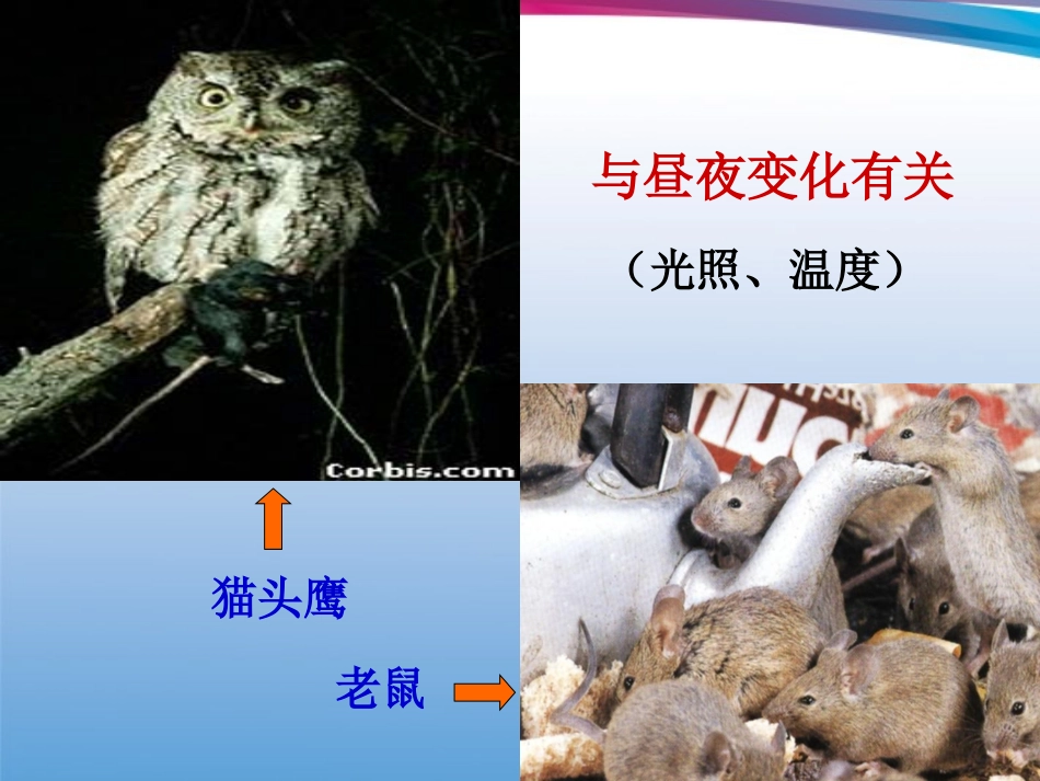 浙江省台州温岭市松门镇育英中学八年级科学上册-第三章生命活动的调节课件-浙教版_第3页