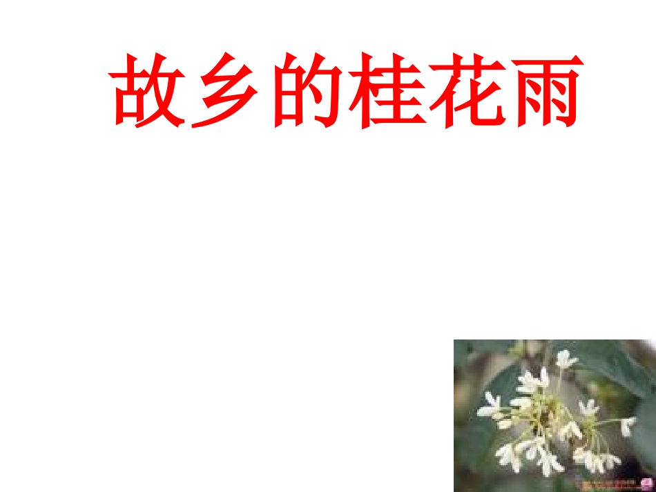 七年级语文上册-第8课《故乡的桂花雨》课件-鄂教版_第2页