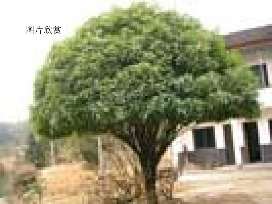 七年级语文上册-第8课《故乡的桂花雨》课件-鄂教版_第3页