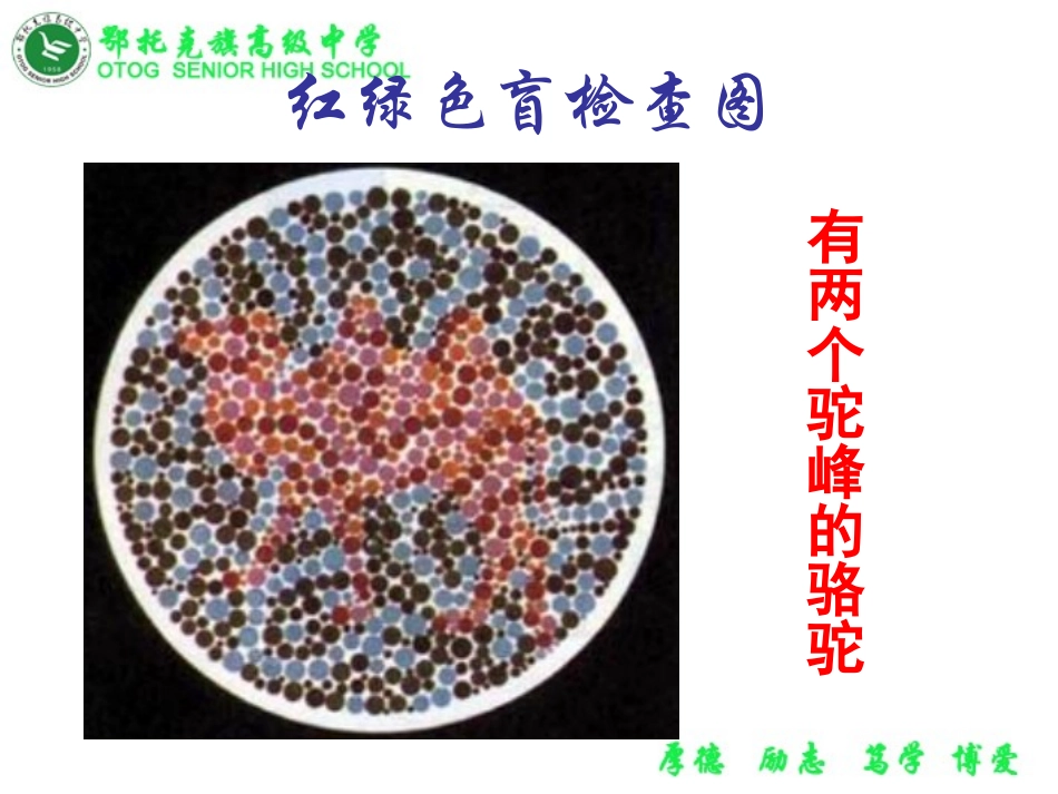 第四节伴性遗传-(3)_第2页