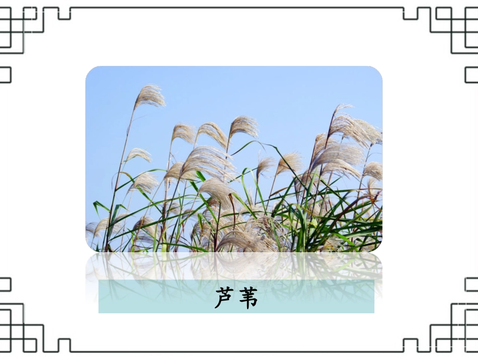 《故乡的芦苇》课件2_第2页