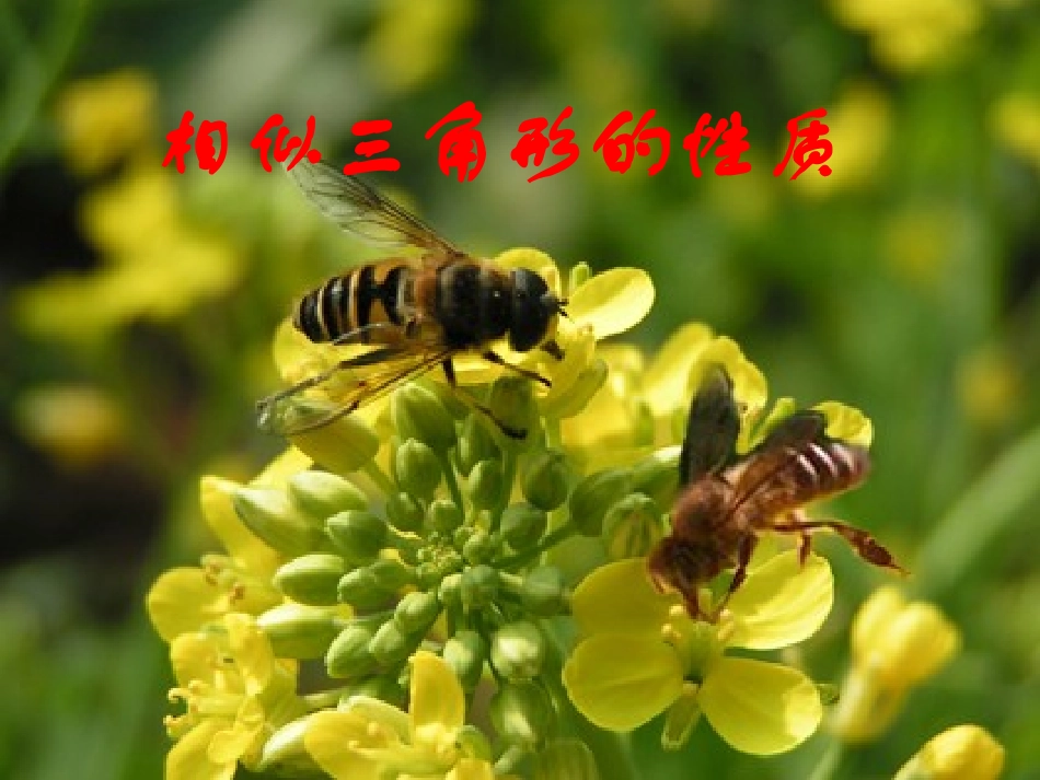 4.4-相似三角形的性质_第1页