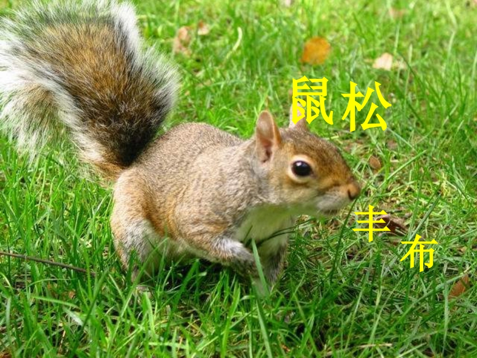 七年级语文下册-松鼠课件-人教新课标版_第1页