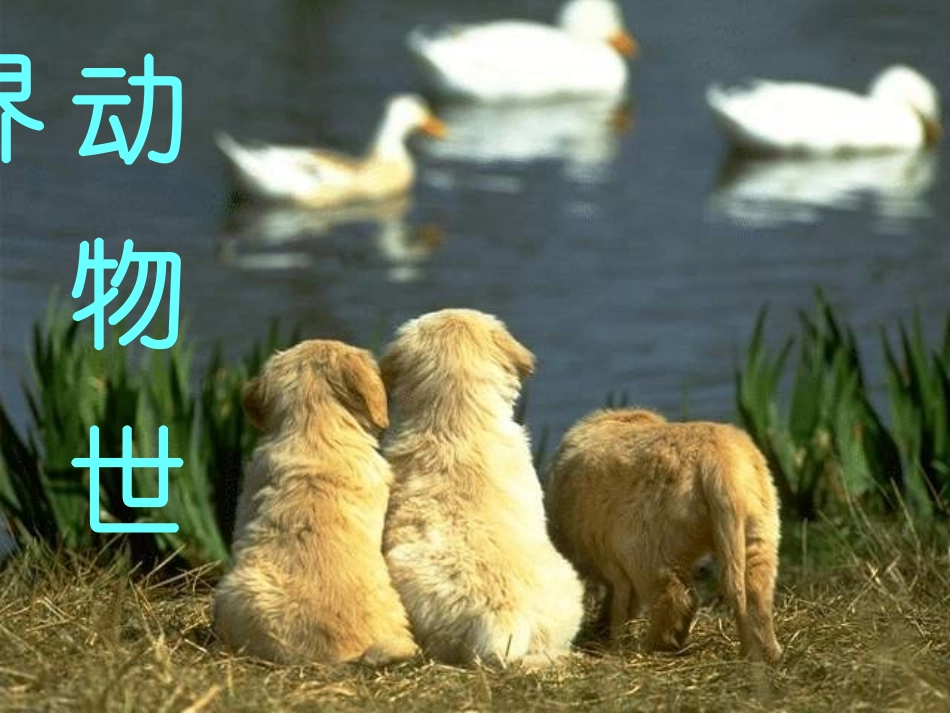 六年级语文下册-如果人类也有尾巴1课件-鄂教版_第2页