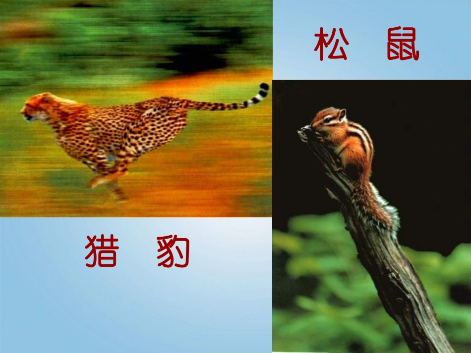 六年级语文下册-如果人类也有尾巴1课件-鄂教版_第3页