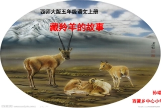 7藏羚羊的故事