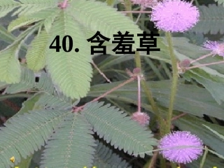 小学语文二年级课件-含羞草-沪教版