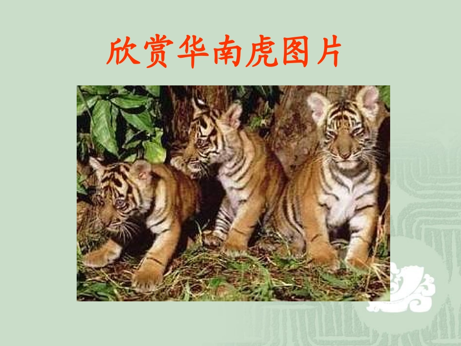 初一语文《华南虎》ppt课件_第2页