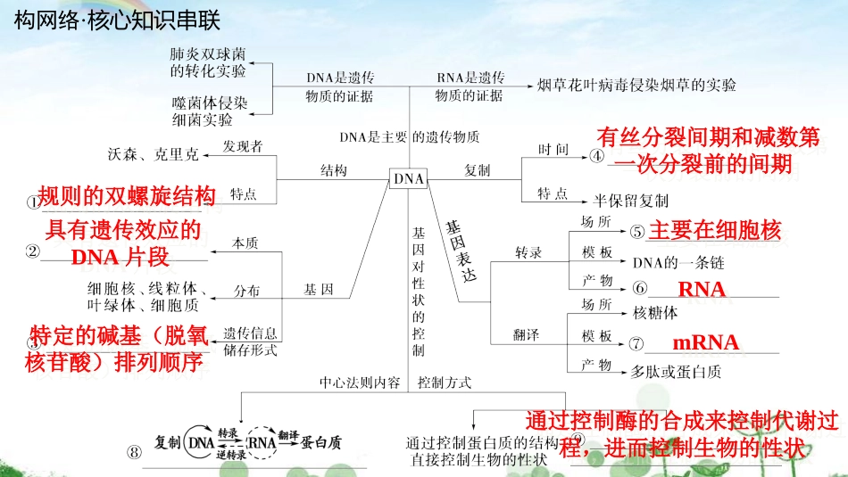 第一节遗传物质的发现_第3页
