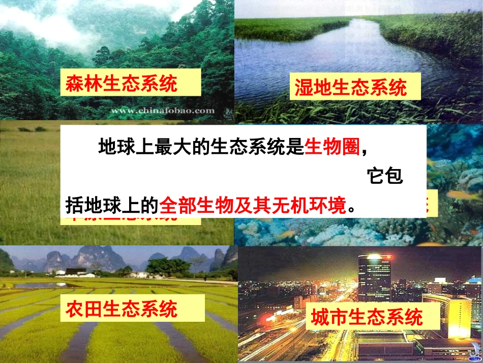 第一节生态系统的营养结构-(2)_第3页