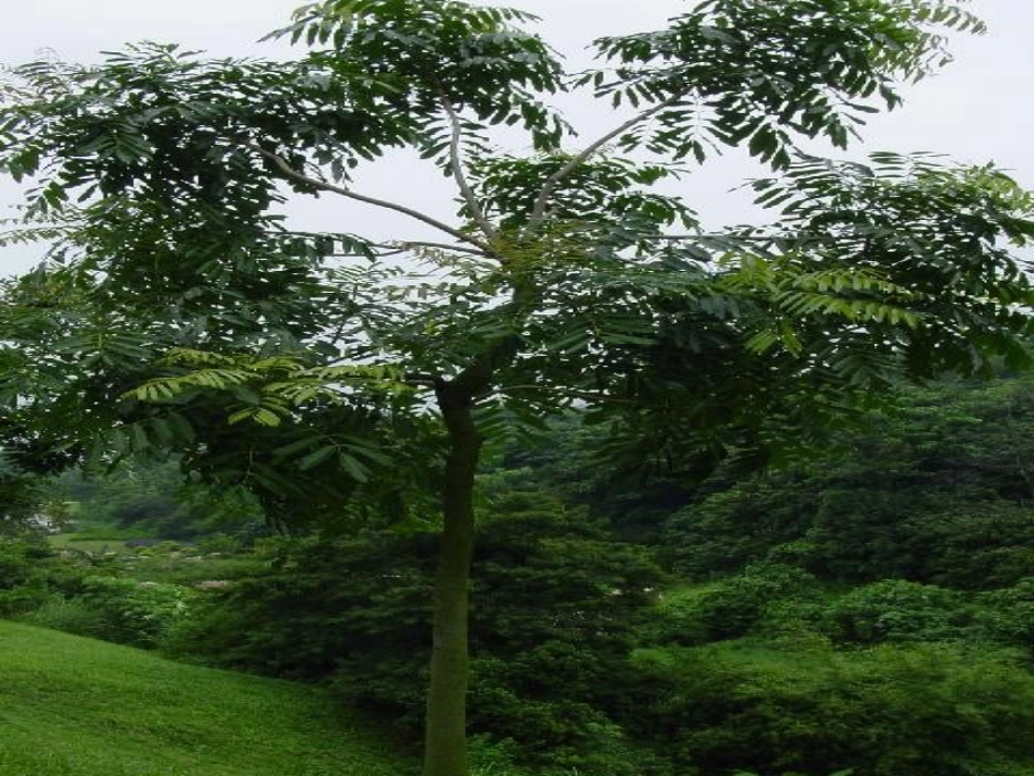 六年级上册《桃花心木》ppt课件_第2页