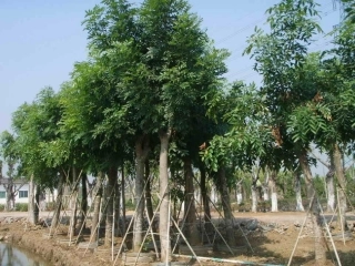 六年级上册《桃花心木》ppt课件