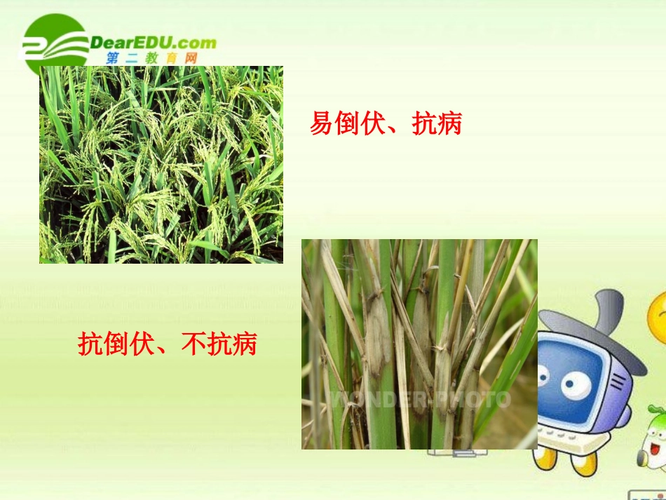 高中生物-孟德尔的豌豆杂交实验-课件24-人教版必修2_第2页