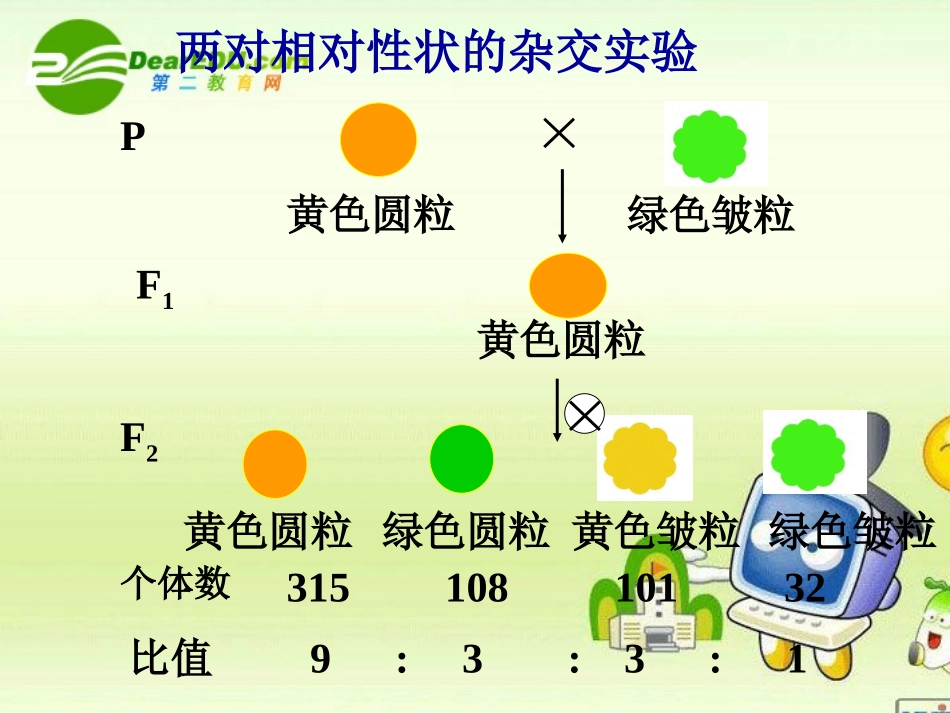 高中生物-孟德尔的豌豆杂交实验-课件24-人教版必修2_第3页