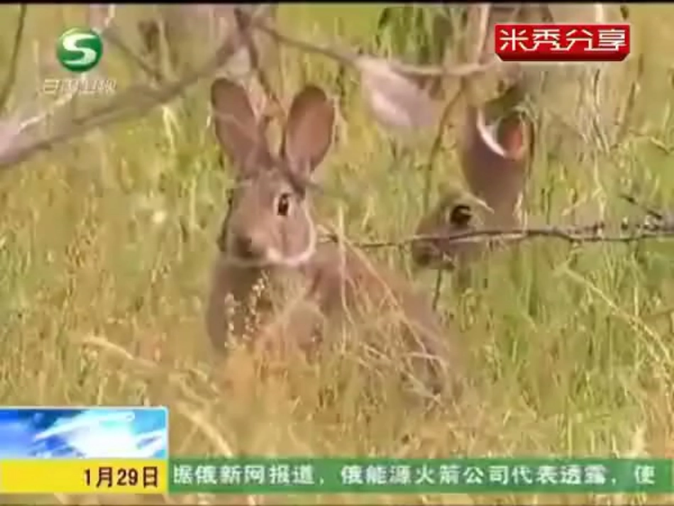 16.种群的特征_第1页