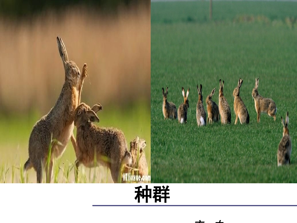 16.种群的特征_第2页