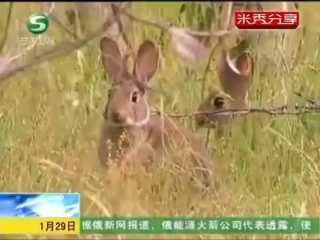 16.种群的特征