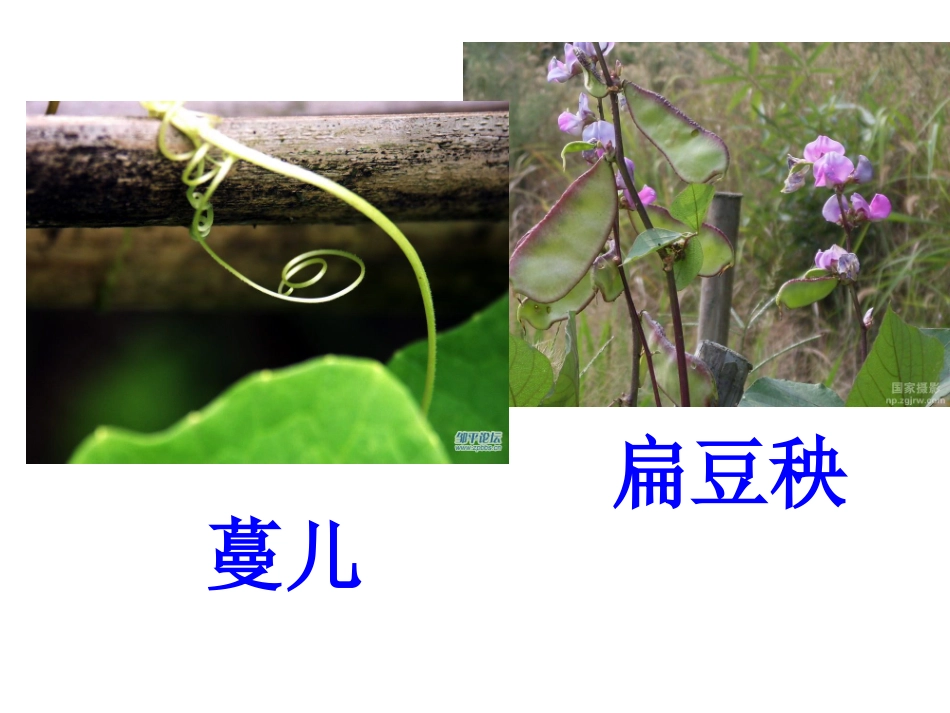 2-一次有趣的观察_第2页