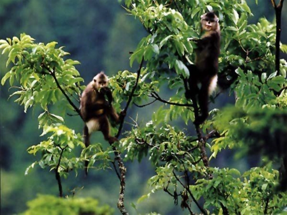 《失踪的森林王国》课件2_第2页