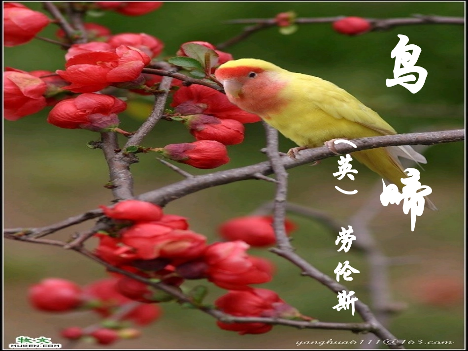 【2012年暑假总动员】高中语文-《鸟啼》课件-苏教版必修2_第1页