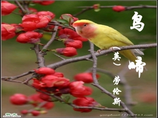 【2012年暑假总动员】高中语文-《鸟啼》课件-苏教版必修2