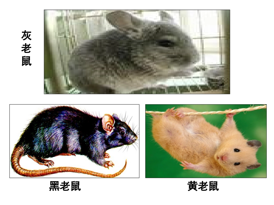 基因突变与基因重组_第2页