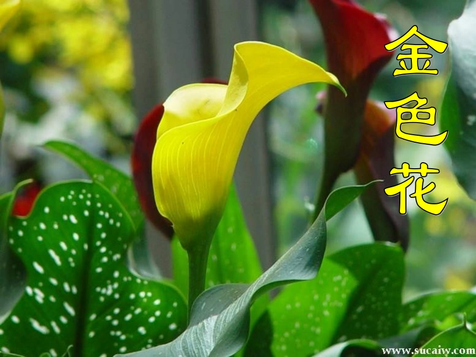 七年级语文下册-金色花-课件人教版_第2页