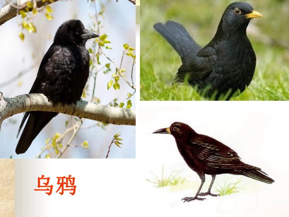 《都市精灵》问题探究_第3页