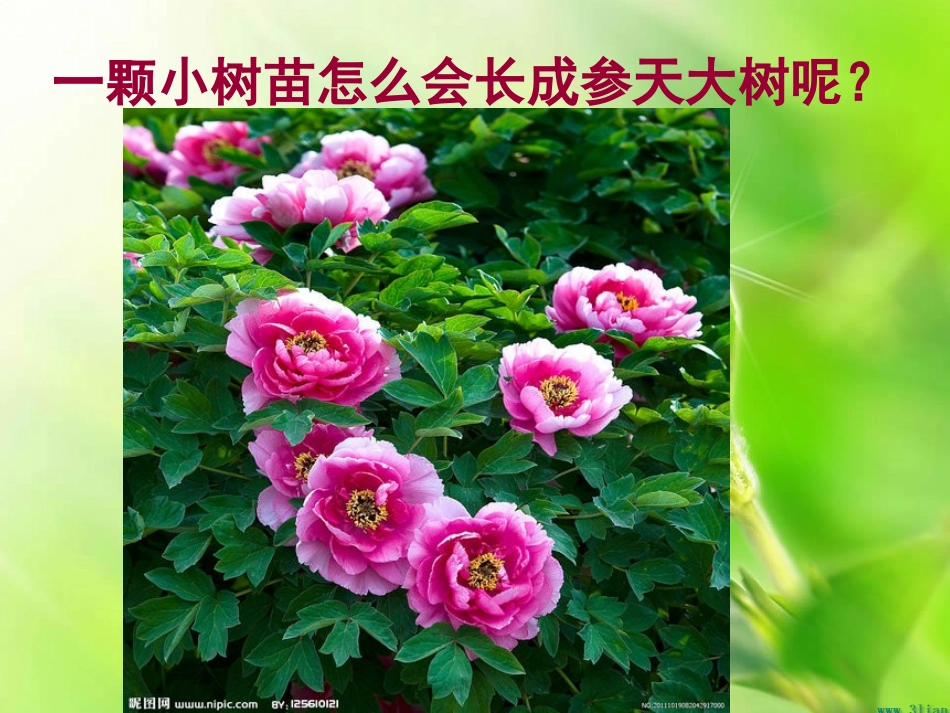 第一节细胞的增殖-(3)_第2页