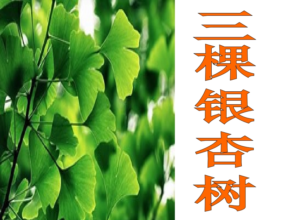 西师版小学四年级上册语文第2课《三棵银杏树》课件PPT_第1页