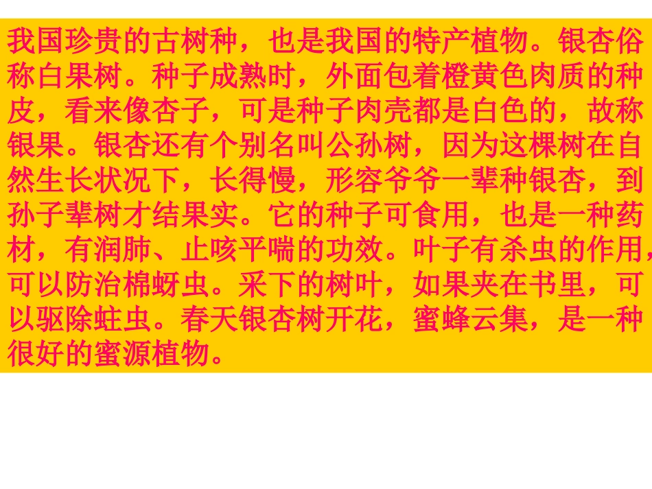 西师版小学四年级上册语文第2课《三棵银杏树》课件PPT_第3页