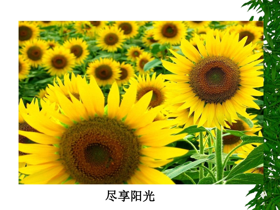《法律面前人人平等》课件3_第2页
