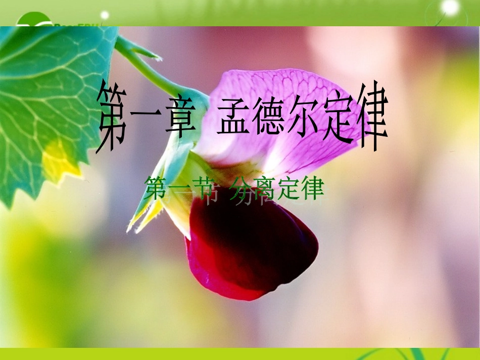 生物-1.1《分离定律》课件-浙教版必修2_第2页