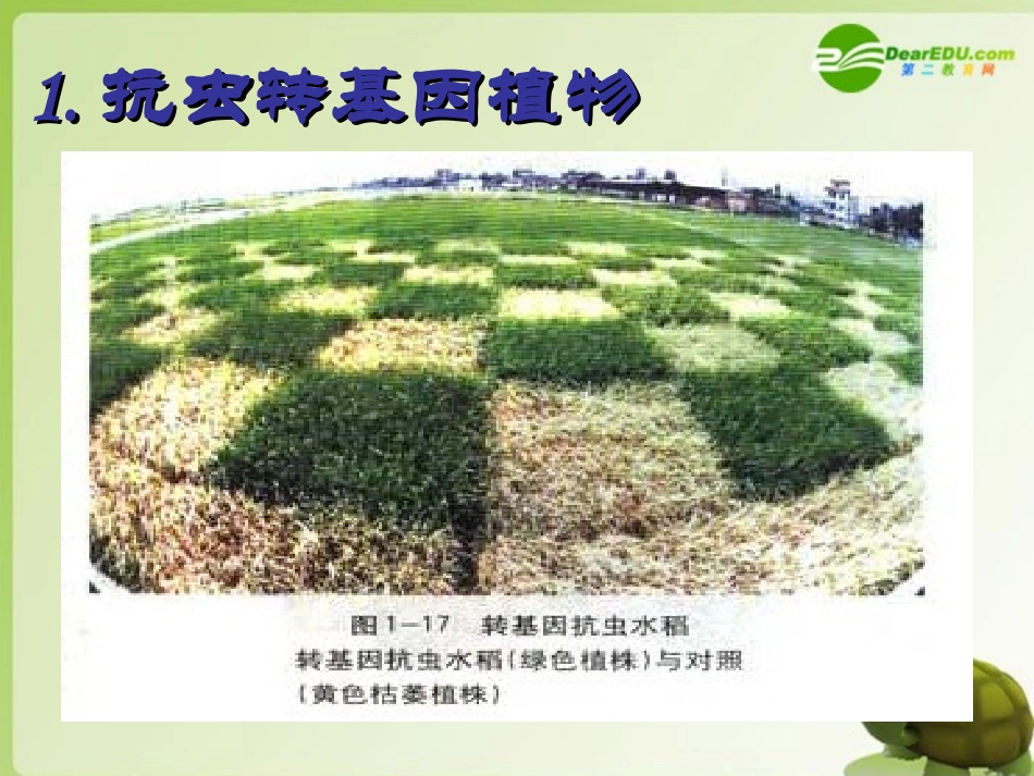 高中生物-1.1.2《基因工程的应用》课件-中图版选修3_第3页