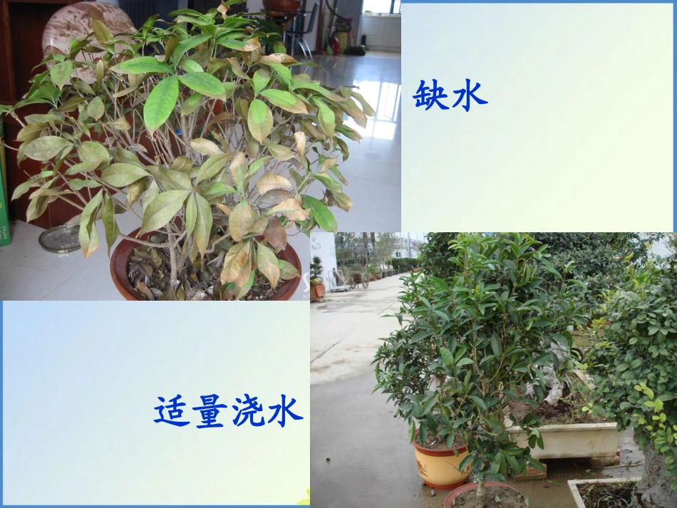 七年级生物第三章第一节绿色植物的生活需要水课件人教版_第2页