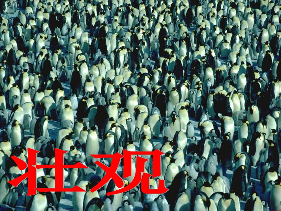 14登上企鹅岛_第3页