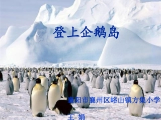 14登上企鹅岛
