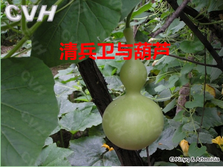 清兵卫与葫芦(上课版)(2)_第1页