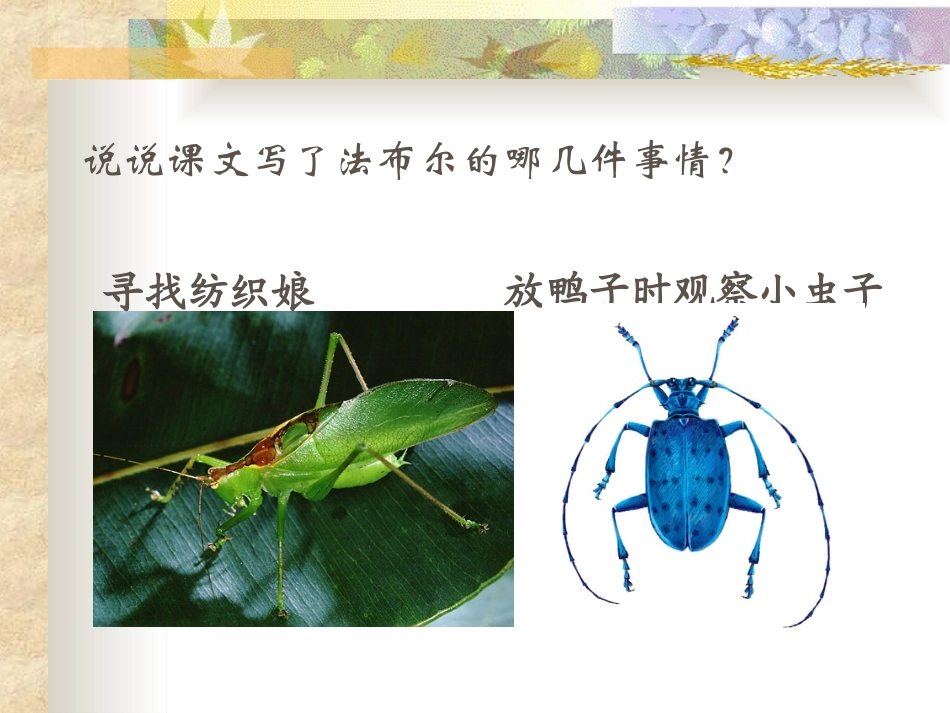 北师大版小学三年级下册语文《装满昆虫的口袋》课件PPT(1)_第2页