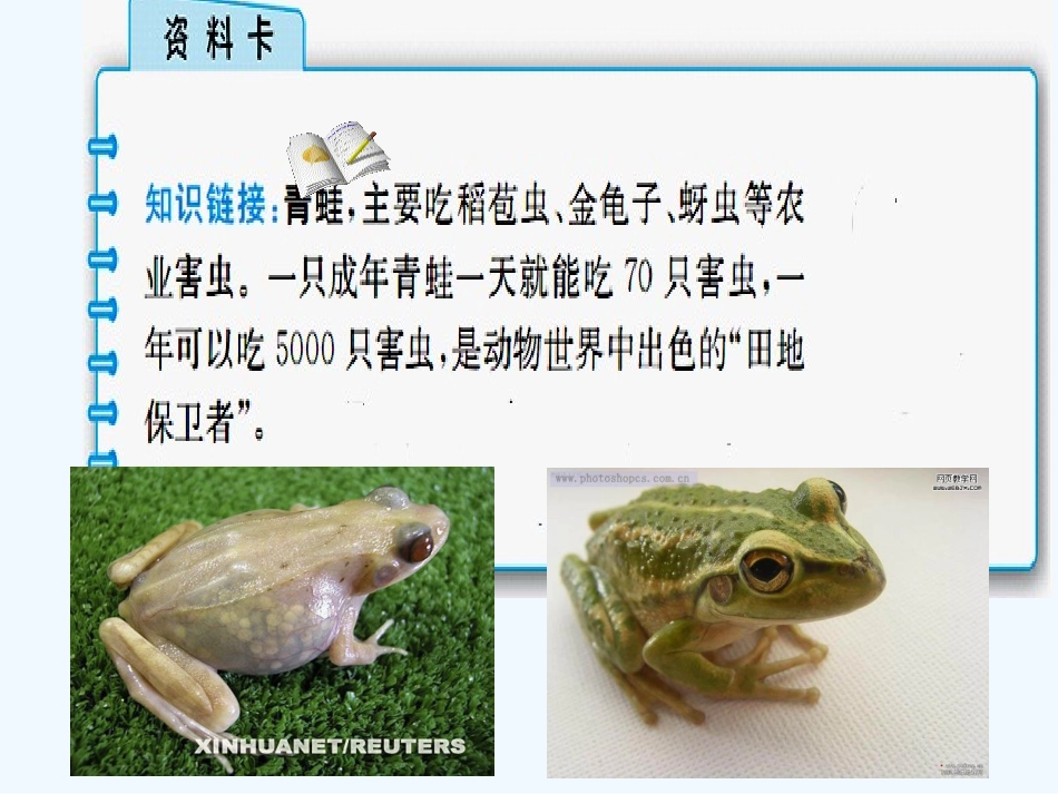 (部编)人教语文2011课标版一年级下册《小青蛙》课件-(2)_第3页