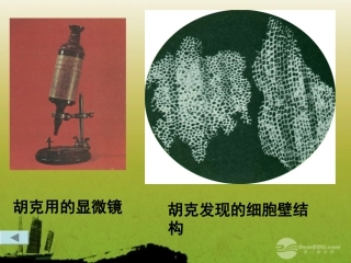 七年级科学上册《细胞》课件16-浙教版